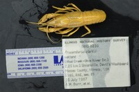 Procambarus clarkii image